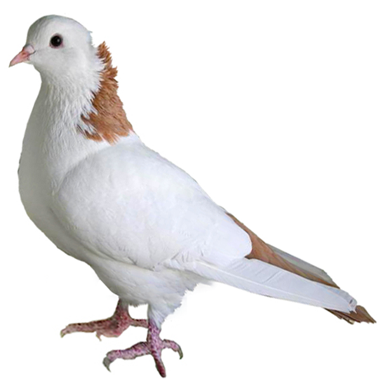 Armenian Tumbler Pigeon